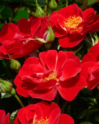 Rosa Towne & Country - Lucky Cover®