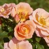 Rosa Towne & Country - Rift Cottage® - C3L
