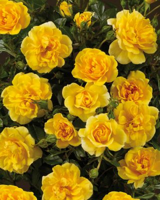 Rosa Towne & Country - Excellent Cover®