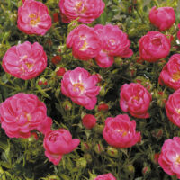 Rosa Towne & Country - Soft Cover®