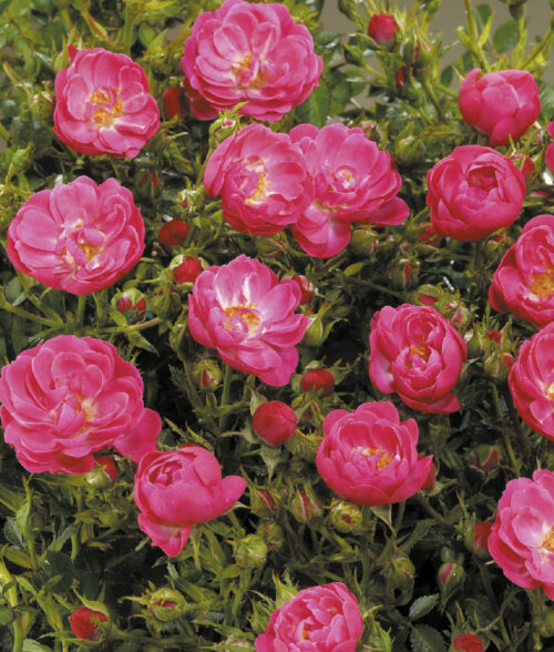 Rosa Towne & Country - Soft Cover® - Image 1