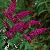 Buddleja davidii 'Royal Red' - Kontejner 3 l, v. 20-30 cm