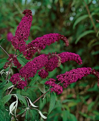 Buddleja davidii 'Royal Red'