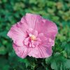 Hibiscus syriacus 'Pink Chiffon'® - C2,5L 20-30 CM