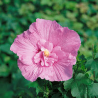 Hibiscus syriacus ´Pink Chiffon´®