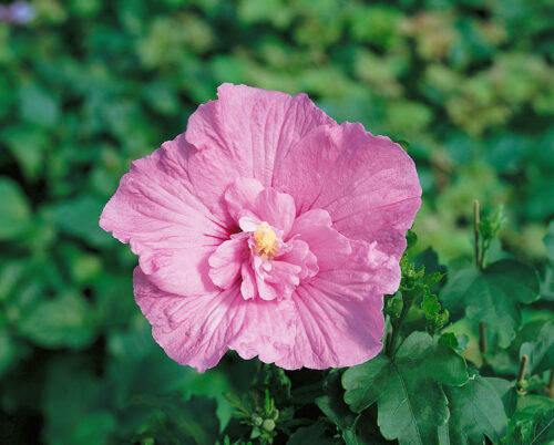 Hibiscus syriacus ´Pink Chiffon´® - Obrázek 1