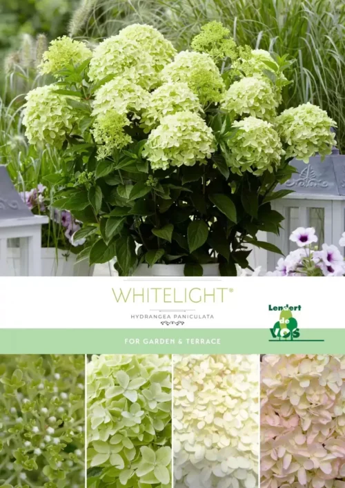 Hydrangea paniculata 'Whitelight'® - Image 2
