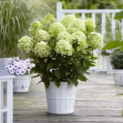 Hydrangea paniculata 'Whitelight'®