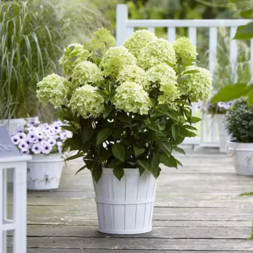 Hydrangea paniculata 'Whitelight'® - Image 1