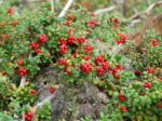 Vaccinium vitis-idaea 'Red Pearl'