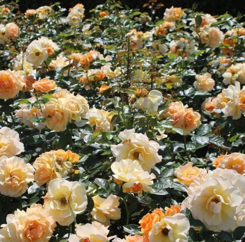 Rosa 'Hansestadt Rostock'-Tantau - Obrázek 5