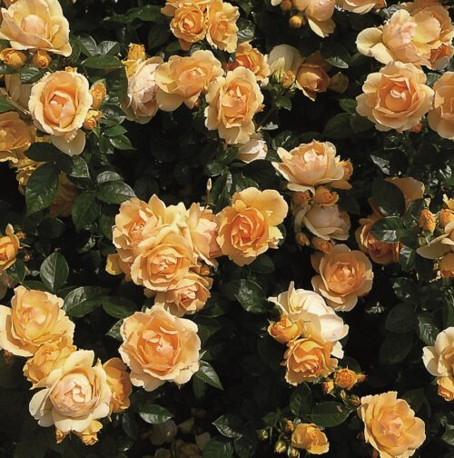 Rosa 'Hansestadt Rostock'-Tantau - Obrázek 4