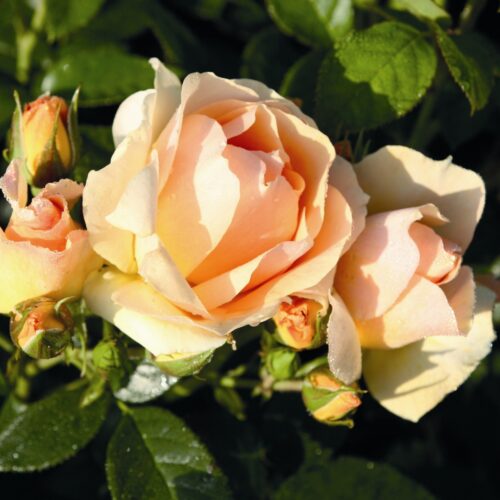 Rosa 'Hansestadt Rostock'-Tantau - Obrázek 3