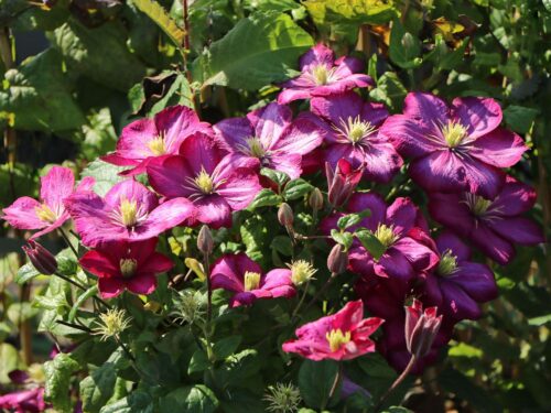 Clematis 'Ville de Lyon' - Image 2