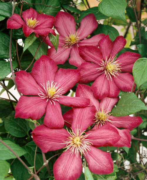 Clematis 'Ville de Lyon' - Image 1