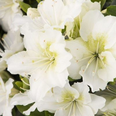 Azalea japonica 'Maischnee'