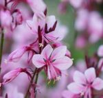 Gaura lindheimeri 'Butterfly Dark Pink' - Obrázek 2