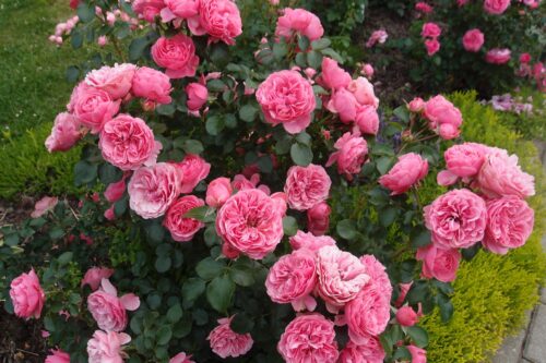 Rosa (F) ´Leonardo da Vinci´® C3L/P19 - Obrázek 5
