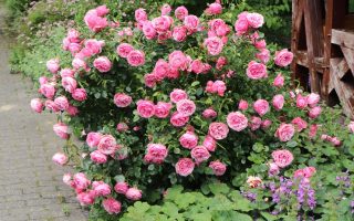 Rosa (F) ´Leonardo da Vinci´® C3L/P19