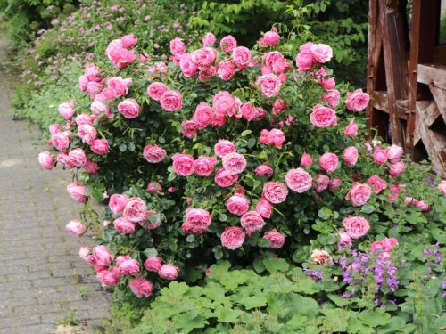 Rosa (F) ´Leonardo da Vinci´® C3L/P19 - Obrázek 1