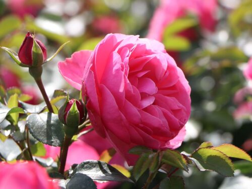 Rosa (F) ´Leonardo da Vinci´® C3L/P19 - Obrázek 4