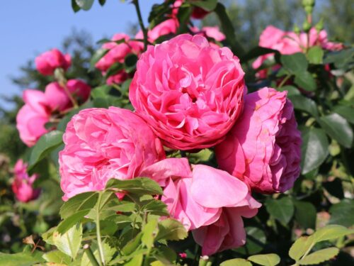 Rosa (F) ´Leonardo da Vinci´® C3L/P19 - Obrázek 3