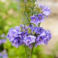 Polemonium caeruleum 'Bambino Blue'