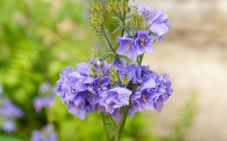 Polemonium caeruleum 'Bambino Blue'