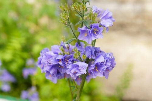 Polemonium caeruleum 'Bambino Blue' - Obrázek 1