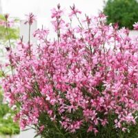 Gaura lindheimeri 'Butterfly Dark Pink'