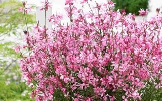 Gaura lindheimeri 'Butterfly Dark Pink'