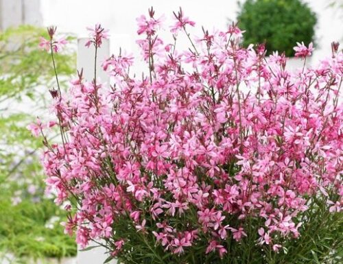 Gaura lindheimeri 'Butterfly Dark Pink' - Obrázek 1