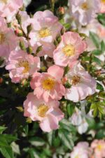 Rosa David Austin -'Open Arms' C5L - Obrázek 3