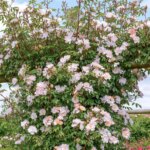 Rosa David Austin -'Open Arms' C5L - Obrázek 2