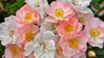 Rosa David Austin -'Open Arms' C5L