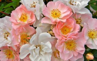 Rosa David Austin -'Open Arms' C5L