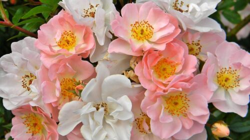 Rosa David Austin -'Open Arms' C5L - Obrázek 1