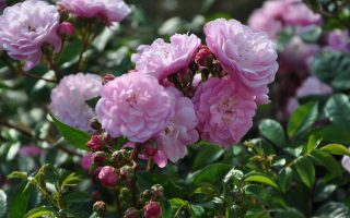 Rosa 'Anna's Pink Rambler'