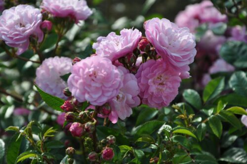 Rosa 'Anna's Pink Rambler'-stromková, převislá - Obrázek 1