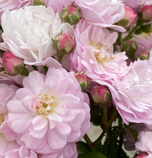 Rosa 'Anna's Pink Rambler'-stromková, převislá - Obrázek 2