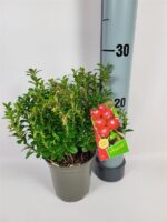 Vaccinium vitis-idaea 'Red Pearl' - Obrázek 2