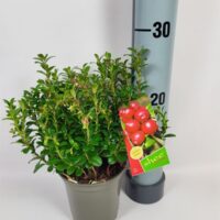 Vaccinium vitis idaea 'Red Pearl'