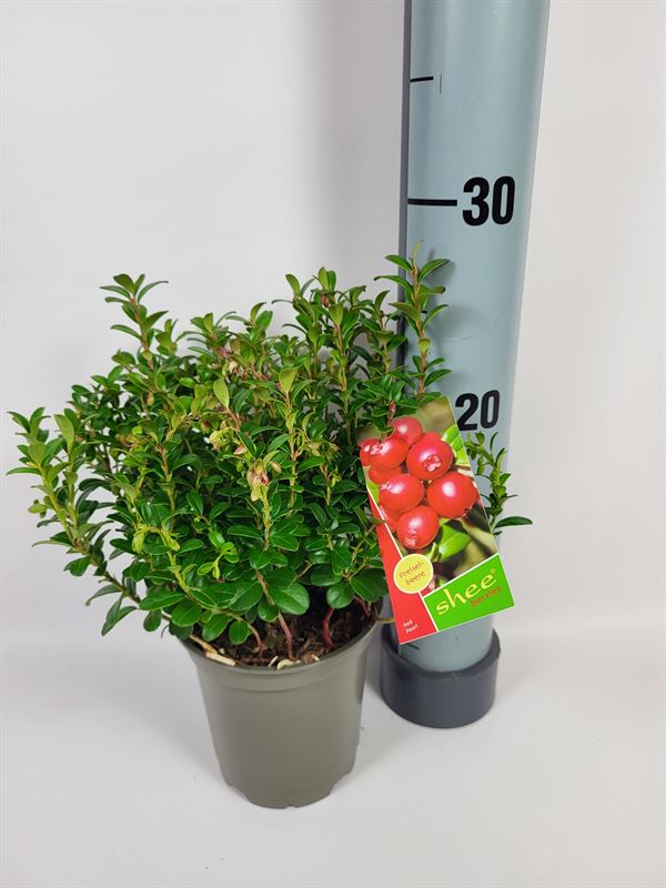 Vaccinium vitis idaea 'Red Pearl'