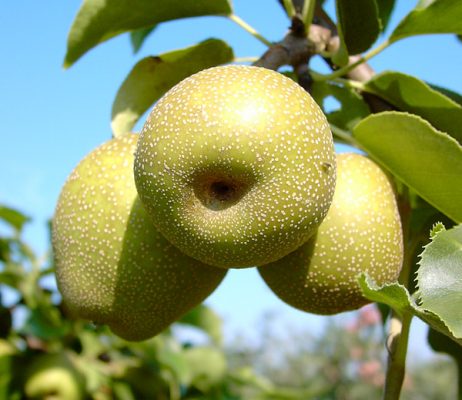 Asijská hrušeň 'Shinko'-Nashi