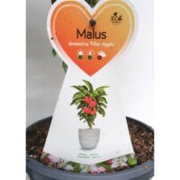 Jabloň sloupovitá 'Pillar Apple'