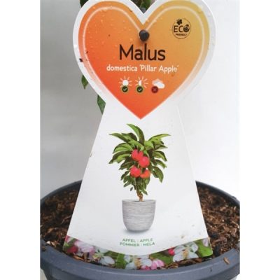 Jabloň sloupovitá 'Pillar Apple'