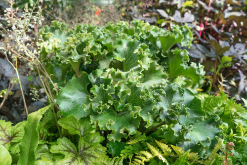 Heuchera 'Apple Crisp' - Obrázek 1