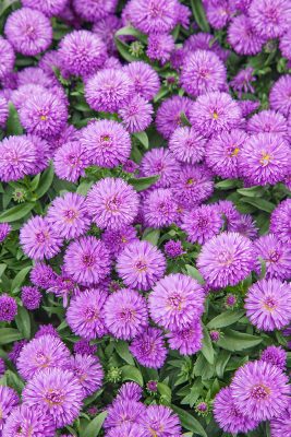 Aster novi-belgii 'Showmaker'