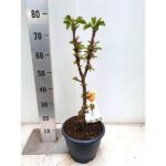 Jabloň sloupovitá 'Pillar Apple' - Obrázek 3