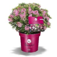 Rhododendron micranthum ´Bloombux´® Magenta , C2L, výška 20/25